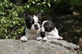 BOSTON TERRIER 224